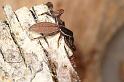 Holoplatys_lhotskyi_D7781_Z_89_North Stradbroke island_Australie